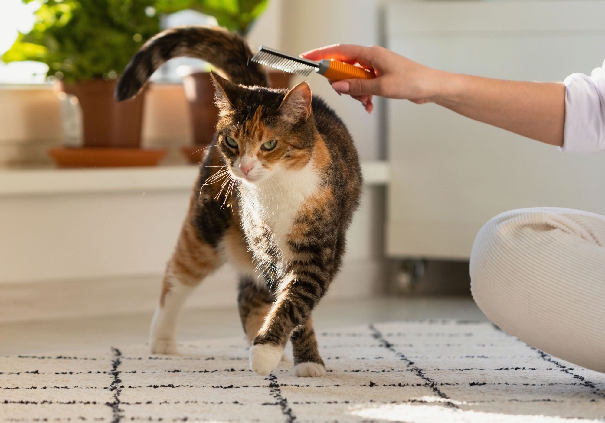 Grooming as Connection, Not Completion