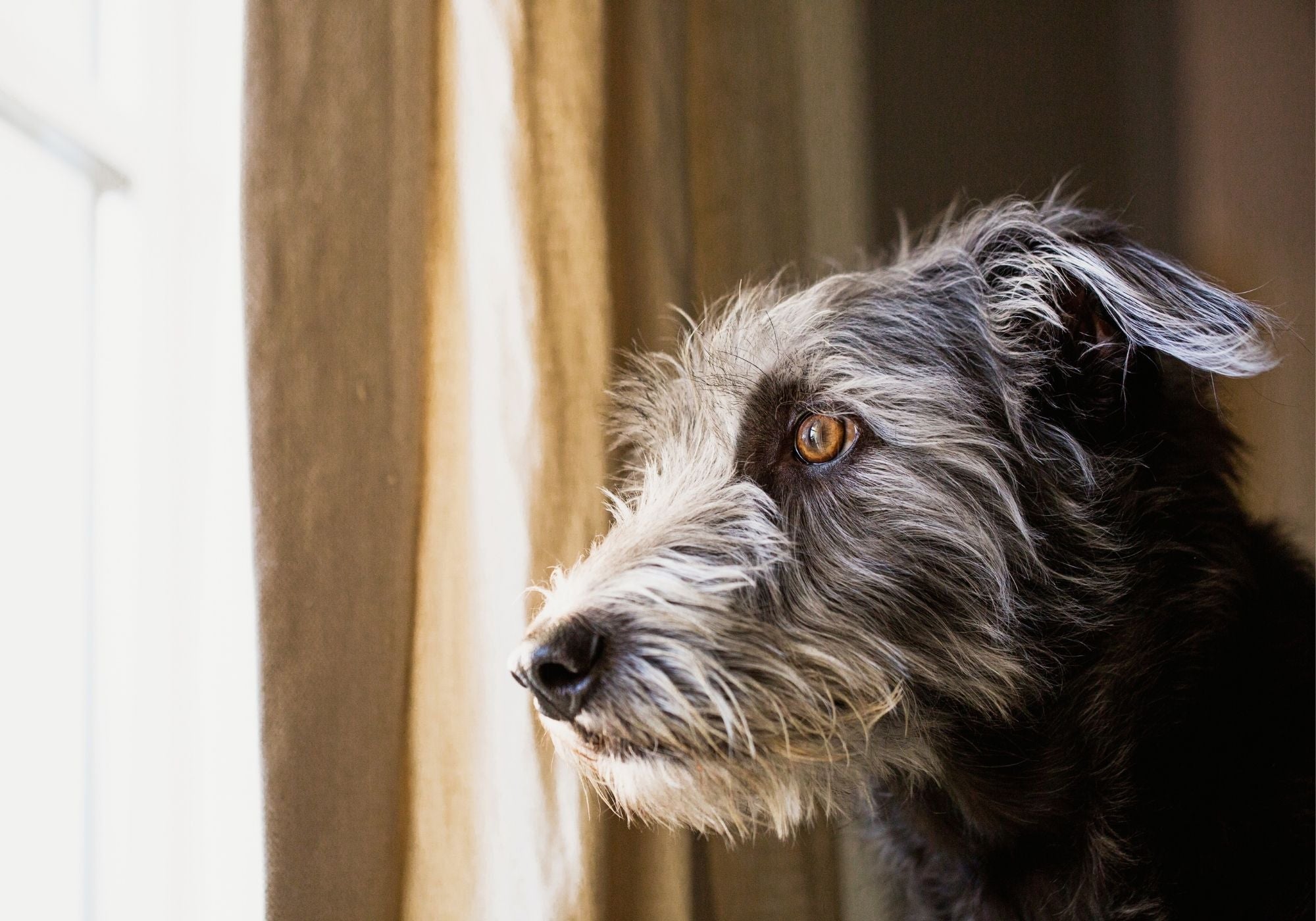 Separation Anxiety in Dogs: What It Is and Isn't