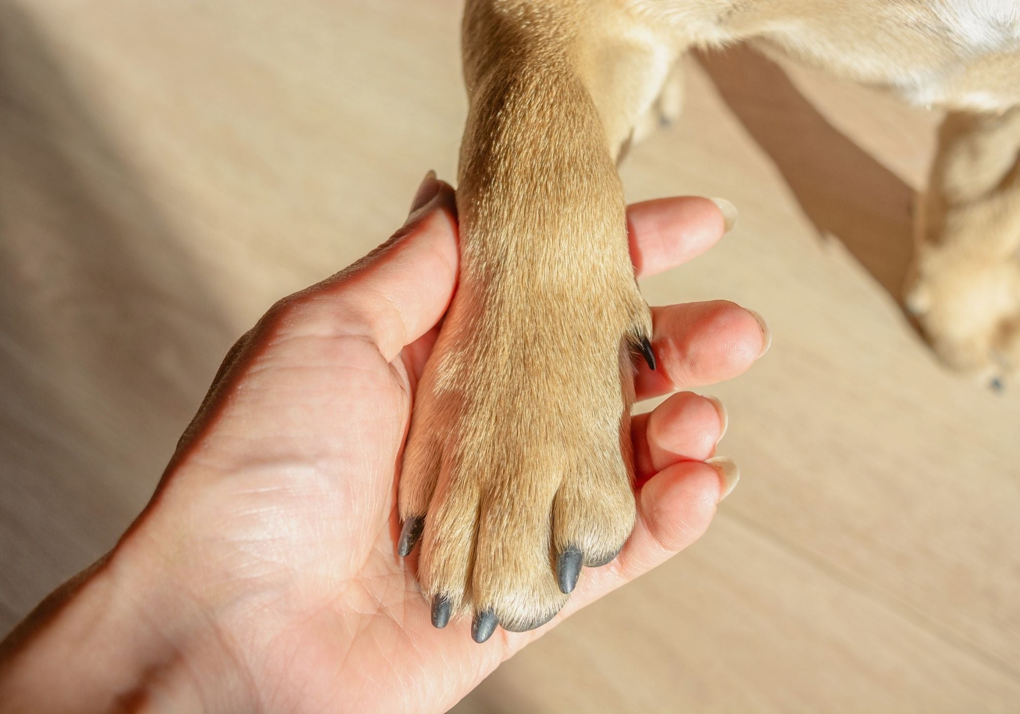 What 'Intentional' Means for Animal Guardianship