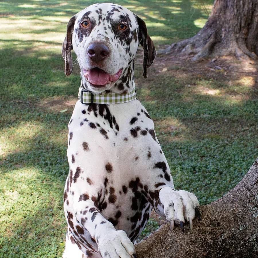 Dog Collars