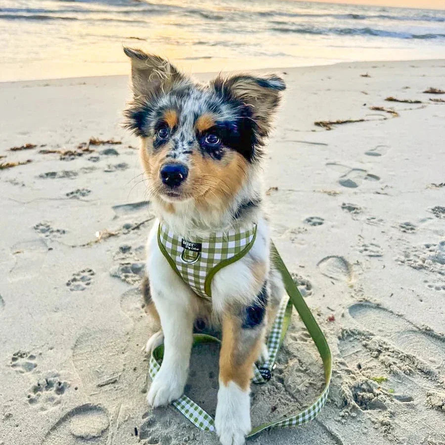 Dog Harnesses