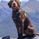DOOG Neotech Dog Harness
