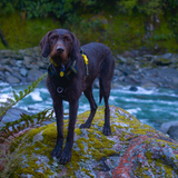 DOOG Neotech Dog Harness