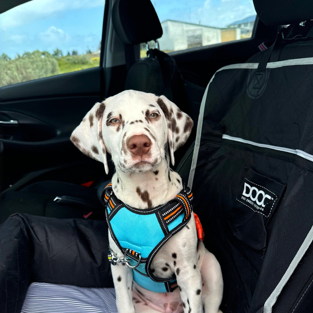 DOOG Neotech Dog Harness