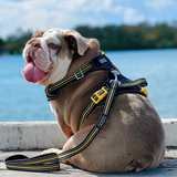 DOOG Neotech Dog Harness