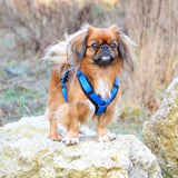 Anny.x Harness Fun