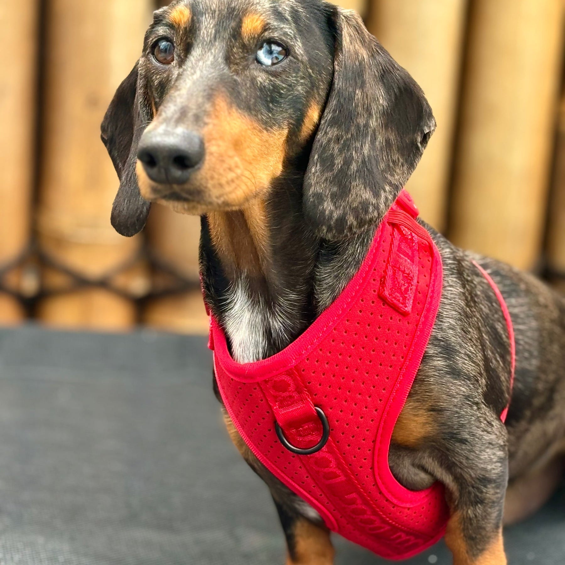 DOOG Neosport Dog Harness