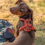 Twiggy Tags Apex Harness