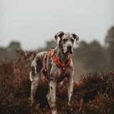Twiggy Tags Apex Harness
