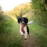 Twiggy Tags Apex Harness