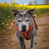 Twiggy Tags Apex Harness