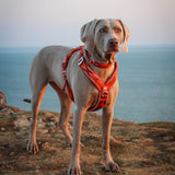 Twiggy Tags Apex Harness