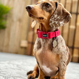 DOOG Neosport Neoprene Dog Collar