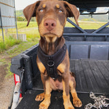 DOOG Neosport Dog Harness