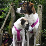Anny.x Harness Fun