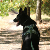 DOOG Neotech Dog Harness