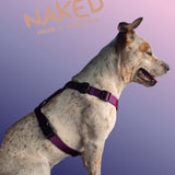 Naked Harness*