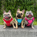 DOOG Neotech Dog Harness