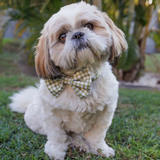 Dizzy Bow Tie