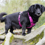 Anny.x Harness Fun
