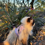 Catventure Escape Proof Harness