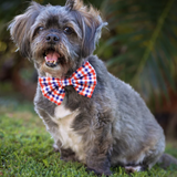 Dizzy Bow Tie