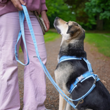 Anny.x Harness Fun