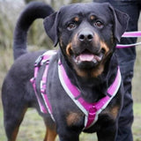 Anny.x Harness Safety (Escape Proof)