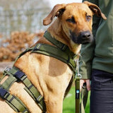 Anny.x Harness Safety (Escape Proof)