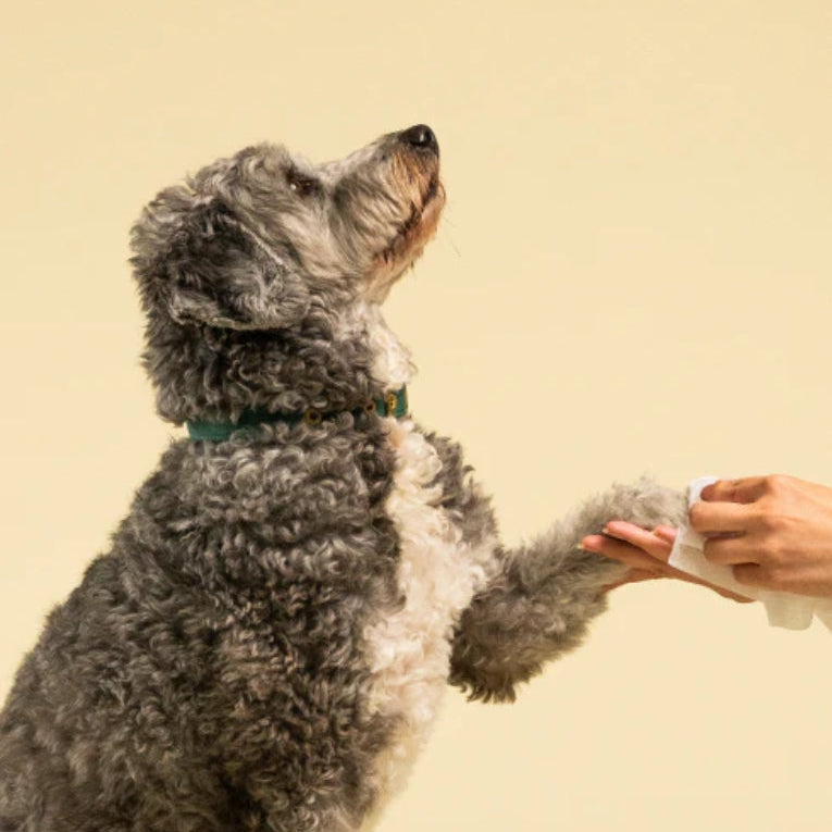 Squeaky Probiotic Pet Wipes Fresh & Zesty