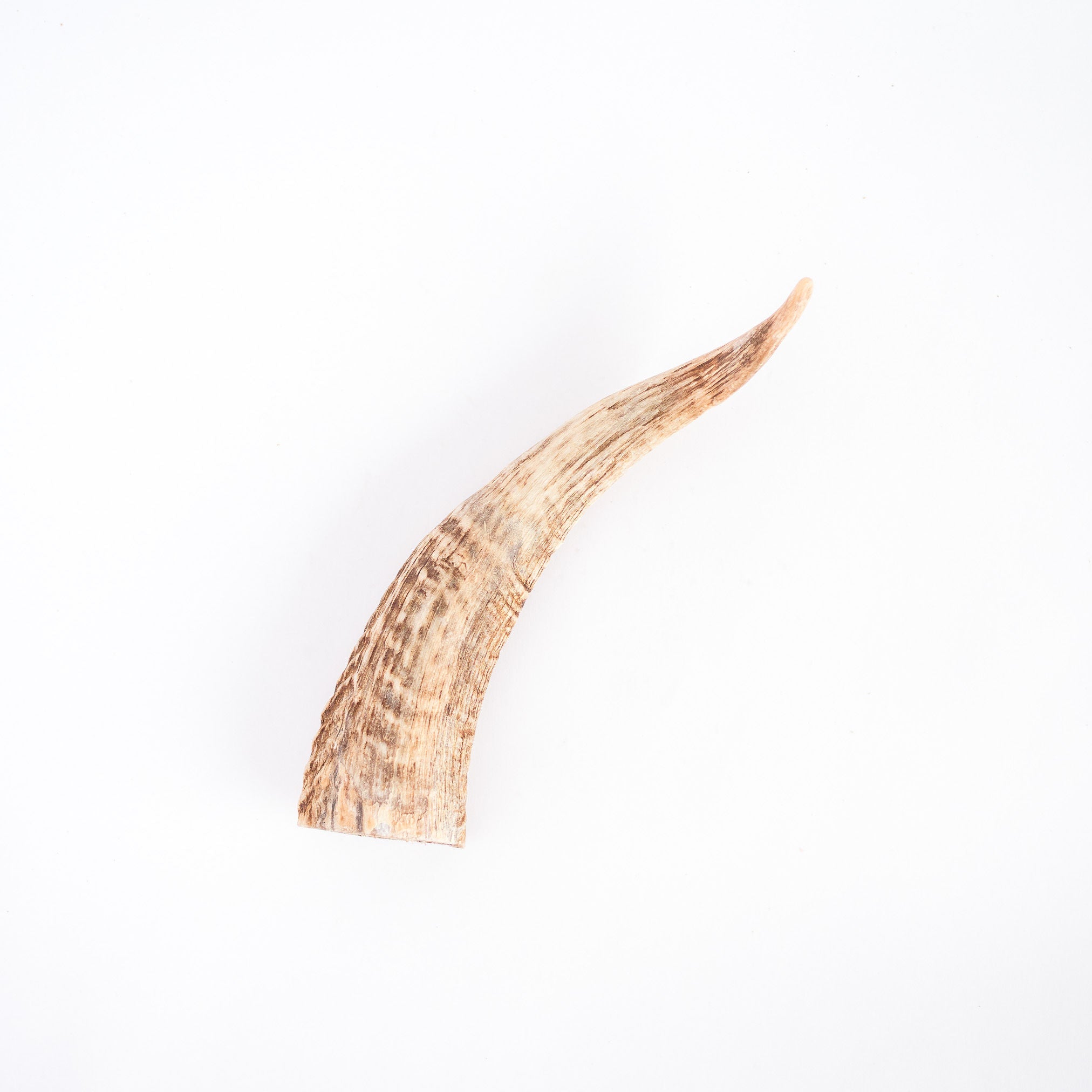 Goat Horn w/Marrow 15-20cm