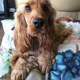 Indie Boho Medium Pet Bed *