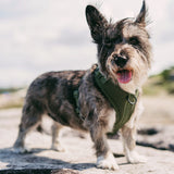 DOOG Neosport Dog Harness